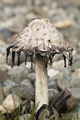 My favorite type of mushroom ❤🍄 Ink Cap Mushroom, Inky Cap Mushroom, Hay Meadow, Mushroom Wall Art, Mushroom Pictures, Gothic Garden, Mixed Media Sculpture, Mushroom Fungi, Landscape Background