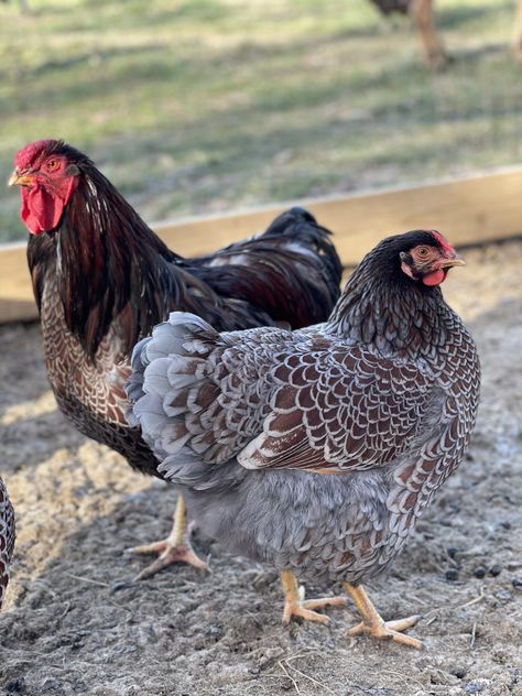 Blue Laced Red Wyandotte THREAD! | Page 847 | BackYard Chickens - Learn How to Raise Chickens Blue Laced Gold Wyandotte Chicken, Blue Laced Wyandotte, Hen Wallpaper, Blue Chicken Eggs, Hen Drawing, Backyard Chicken Coop Diy, Hen Painting, Wyandotte Chickens, Wyandotte Hen