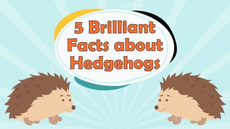 Hedgehogs Facts for Kids – 5 Brilliant Facts about Hedgehogs Hedgehog Facts For Kids, Hedgehog Facts, Hedgehog House, Ourselves Topic, Viking Clothing, A Hedgehog, Facts For Kids, Close Up Photography, Hedgehogs