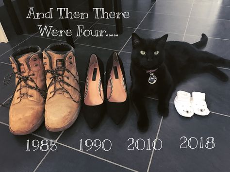 Baby Announcement Quotes, Pet Pregnancy Announcement, Creative Pregnancy Announcement, Fun Baby Announcement, Christmas Baby Announcement, Baby Announcement Pictures, Cat Family, Baby Diy