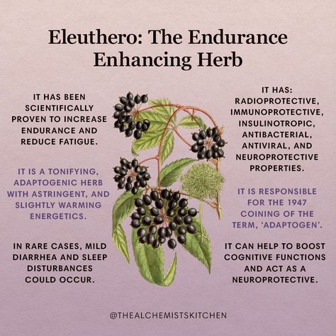 Eleuthero (Eleutherococcus senticosus) is one of our premier adaptogens in the herbal world, widely loved for its stress reducing, quality of life enhancing properties. Previously known as ‘Siberian Ginseng’ in common reference, it was re-named to its current moniker to avoid confusion with the true Ginsengs, Asian Ginseng (Panax ginseng) and American Ginseng (Panax quinquefolius). Magick Herbs, Siberian Ginseng, American Ginseng, Witch Herbs, Medical Herbs, Panax Ginseng, Plant Medicine, Herbal Plants, Magic Herbs