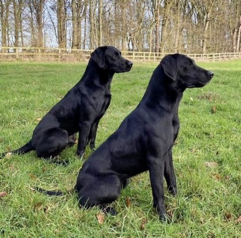 Field Line Labrador, Field Labrador, Fit Labrador, Working Labrador, Dog Moodboard, Pitbull Mix Puppies, Hunter Dog, Black Labrador Dog, Black Dogs