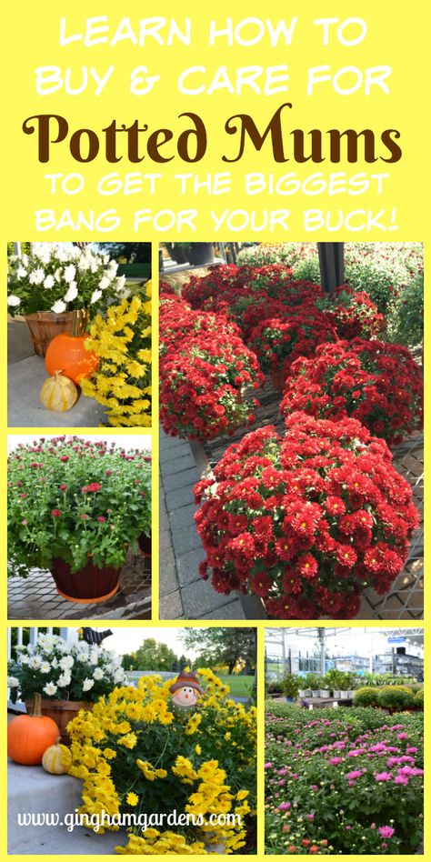 Potted Mums - Tips on Buying and Caring for Potted Mums in the Fall Potted Mums, Caring For Mums, Planting Mums, Garden Mum, Fall Mums, Tulips Garden, Beautiful Flowers Garden, Garden Care, Flowers Garden