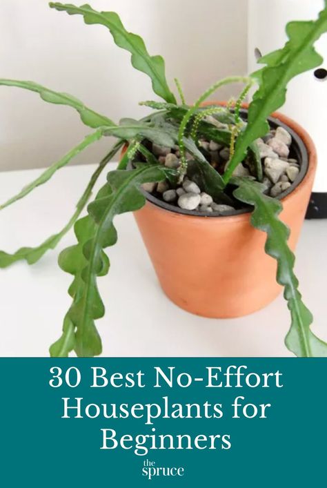 These are the best houseplants for beginners. They are attractive, tough to kill, and easy to maintain for novice planters. #noefforthouseplants #thespruce #houseplantsforbeginners #easyindoorplants Easy Indoor Plants, Cast Iron Plant, Small Balcony Garden, Zebra Plant, Corn Plant, Crassula Ovata, Iron Plant, Perennial Shrubs, Easy Care Plants