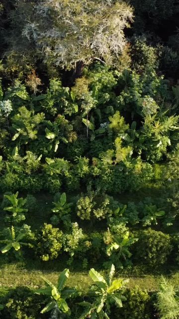 Byron - Food Forest Gangster 🏴‍☠️ on Instagram: "Food Forest Design - The art of healing landscapes while reducing your grocery bill 💸🌳 It’s incredible how quickly the land will transform with the right approach 🤝���🌿 Workshop happening in Coromandel April 1-2 …DM “coromandel” for info 📩 #newzealand #nz #foodforest #agroforestry #coromandel #whangamata #whitianga #permaculture #regenerative #syntropic" Syntropic Agroforestry, Subtropical Forest, Forest Farming, Food Forest Design, Art Of Healing, Permaculture Principles, Forest Designs, Tropical Food, Dream Farm