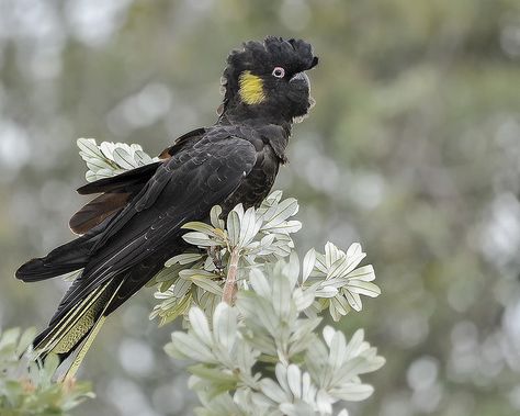 Yellow-tailed Black-Cockatoo Australian Parrots, Australian Fauna, Bird People, Bird Costume, Funny Parrots, Australian Wildlife, Australian Birds, Australian Animals, Bird Drawings