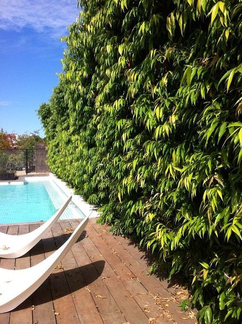 Use hedges to define boundaries and create privacy. Lilly Pilly Hedge, Lily Pilly, Courtyard Terrace, Hedges Landscaping, Lilly Pilly, Landscape Design Ideas, Grey Matter, Hedging Plants, Front Garden Design