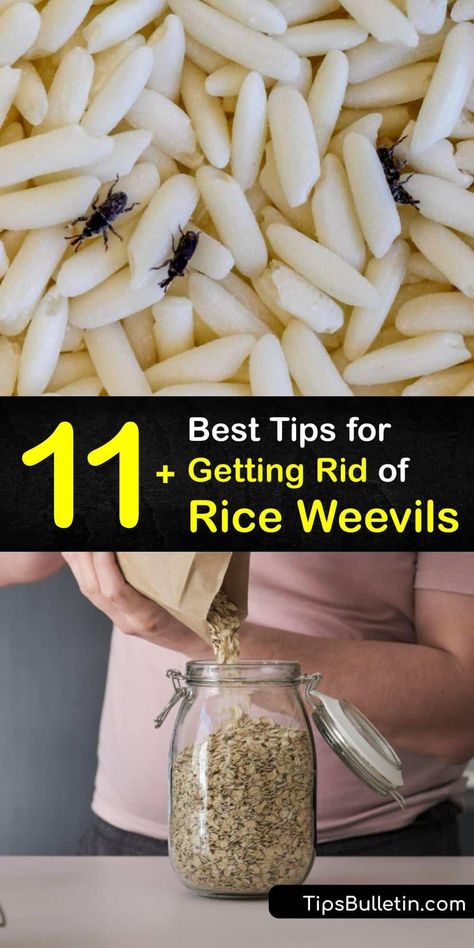 Sitophilus oryzae, rice bugs, the granary weevil, and the maize weevil are all names for this pantry pest. Adult weevils infest and reproduce in grain products like rice and pasta. Learn to deter the adult rice weevil and keep your food safe. #get #rid #rice #weevils Bugs In Rice, Gnats In Kitchen, Pantry Bugs, Food Conservation, Household Bugs, Insect Eggs, Like Rice, Diy Household Cleaners, Meal Worms