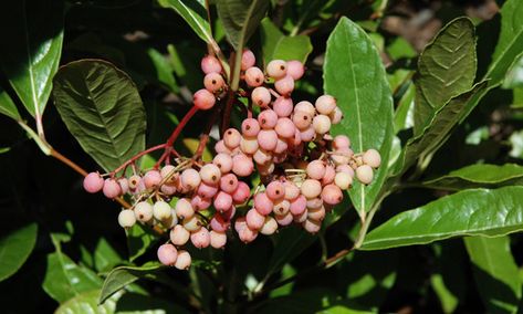 Brandywine Viburnum, Viburnum Opulus, Front Yards Curb Appeal, Garden Spotlights, Landscaping Trees, Side Yard Landscaping, Border Plants, Garden Shrubs, Pollinator Garden