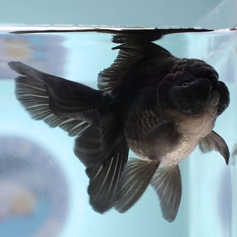 Black Thai oranda Black Oranda Goldfish, Thai Oranda Goldfish, Oranda Goldfish, Aquarium Fish, Goldfish, Animal Lover, Cute Animals, Fish, Animals