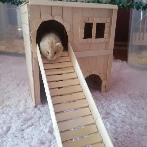 Popsicle Hamster House, Hamster House Diy Popsicle Sticks, Hamster Furniture, Hamster House Diy, Diy Hamster Stuff, Hamster Diys, Diy Hamster House, Diy Hamster Toys, Animal Party Hats