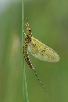 Mayfly Mayfly Drawing, Fish Reference, Art Thoughts, Aquatic Insects, Animal Life Cycles, Caddis Flies, Michigan History, Trout Flies, Mayfly