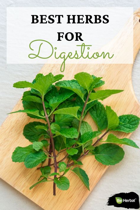 Indigestion is significantly common. It usually happens when you overeat certain foods or eat in a hurry. Burning sensations in the gut, nausea, bloating are common indigestion symptoms. Luckily, there are herbal remedies for digestion and keeping your gut healthy. Check these herbs by reading through this article. #indigestion #gut #guthealth #gutproblems #healthygut #digestion #healthydigestion #gastrointestinal #stomachhealth Herbs For Digestion, Indigestion Symptoms, Spearmint Tea, Stomach Cramps, Aloe Juice, Natural Health Care, Upset Stomach, Health Guide, Natural Health Remedies