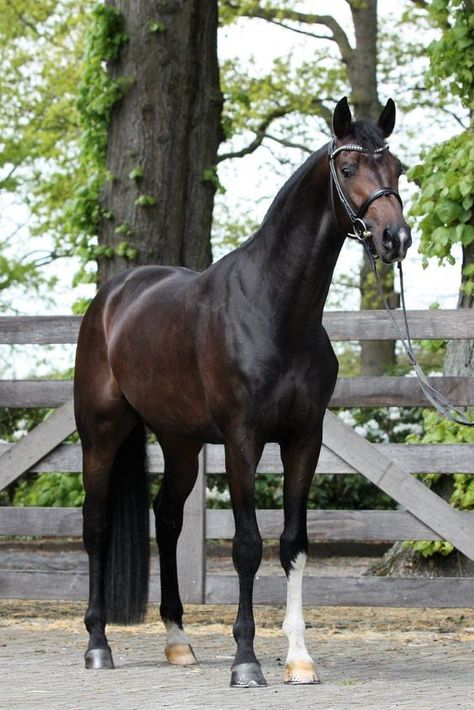 Warmblood Stallion, Horse Standing, Dutch Warmblood, Horse Riding Aesthetic, Warmblood Horses, Cow Boys, Bay Horse, Horse Dressage, Thoroughbred Horse