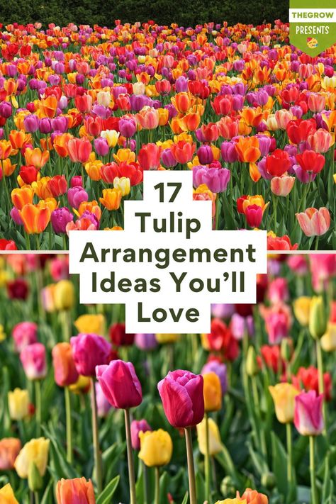 Due to the delicate and slender stems, they can be quite finicky; however, florists have found a way to make the best of these flowers. Tulip Arrangement Ideas, Tulip Arrangement, Tulips Arrangement, Tulip Colors, Tulips Garden, Arrangement Ideas, Tulips Flowers, The South, Florist