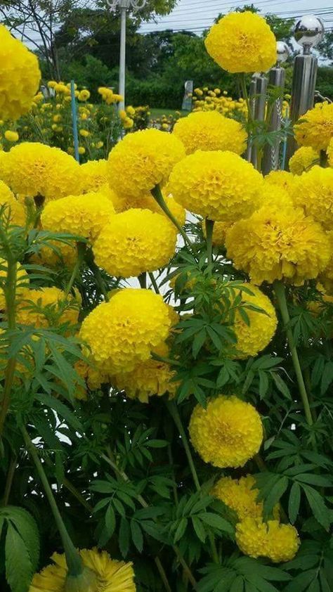 Flowers Marigold, Nail Designs Flower, Garden Design Layout Landscaping, Beautiful Yellow Flowers, Landscaping Around Trees, Good Morning Flowers Gif, Garden Design Layout, Flower Nail Designs, Wallpaper Flower