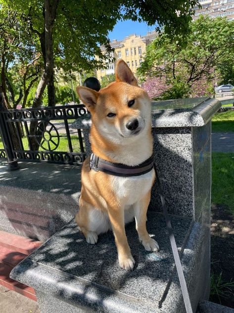 7 Dogs That Look Like Shiba Inu Shiba Inu Dog Aesthetic, Shiba Inu Puppy Aesthetic, Akita Inu Aesthetic, Shiba Inu Aesthetic, Shiba Inu Funny, Black Noses, Korean Jindo, Akita Inu Puppy, Funny Shiba