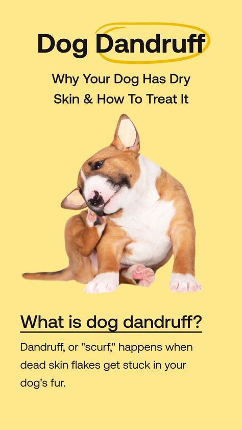 Fortunately, it’s actually pretty common for dogs to have what looks like dandruff on their coat — and there are many different reasons your dog could be experiencing dry skin. Below we'll discuss dog dandruff, signs your dog has dry skin, potential causes, and how to help treat it. Dry Skin On Dogs How To Treat, Dog Dandruff Remedy, What Causes Dandruff, Dog Dandruff, Dog Seizures, Itchy Dog Skin, Dog Dry Skin, Dandruff Solutions, Dandruff Flakes