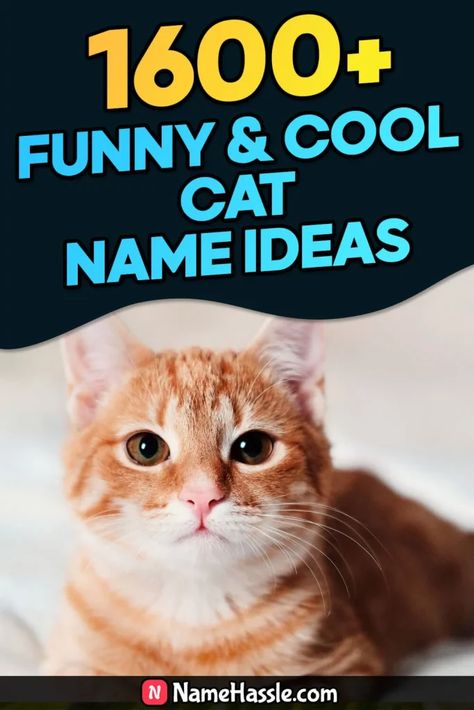 Funny & Catchy Cat Names Ideas (Generator) Badass Cat Names, Cat Names Ideas, Halloween Names For Cats, Ginger Cat Names, Names Generator, Unique Cat Names, Warrior Cat Names, Funny Cat Names, Russian Cat