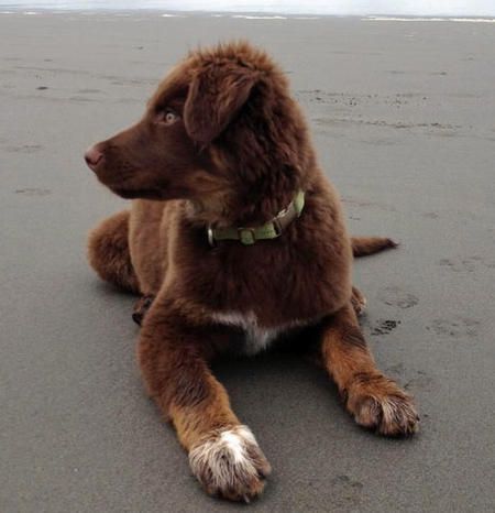 Australian Shepherd Lab Mix, Chocolate Lab Mix, Lab Mix Puppies, Labrador Mix, Aussie Shepherd, Australian Shepherd Mix, Flat Coated Retriever, Australian Shepherd Puppies, Australian Labradoodle