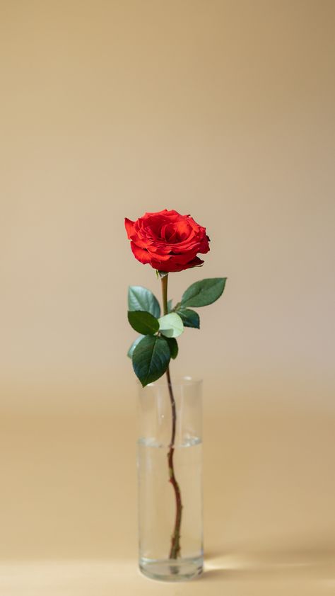 Iphone Wallpaper Rose In Vase, Cigratte Wallpaper, Rose Image, Rose In A Glass, Certificate Background, Single Red Rose, Wallpaper Iphone Love, Still Life Images, Flower Vase Arrangements