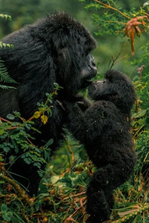 The Ultimate Guide to Gorilla Trekking in Uganda. Enjoy a world-class and once-in-a-lifetime Uganda Gorilla safaris experience. Giving you a bespoke and personal Uganda Gorilla trekking experience. Experienced local guides. Best gorilla trekking tours. Uganda Gorilla Safaris a Once in a Lifetime Experience. Uganda Gorilla Safaris and Best Uganda Gorilla Trekking Tours are in Bwindi and Mgahinga National Park. The Gorilla Trekking Permit in Uganda Costs $700 USD Eastern Gorilla, May Themes, Uganda Travel, Wildlife Biologist, Gorilla Trekking, Mountain Gorilla, Great Ape, Scientific Name, Zoology