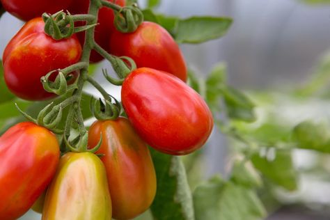 Growing Roma Tomatoes, Tomato Blight, Pruning Tomato Plants, Tomatoes Growing, Tomato Pruning, Tomato Harvest, Tomato Fertilizer, Determinate Tomatoes, Buy Seeds