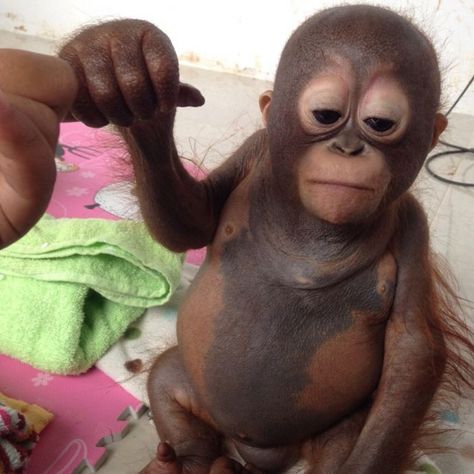 Baby Orangutan, A Monkey, Baby Monkey, Stuffed Animals, Chicken, Animals