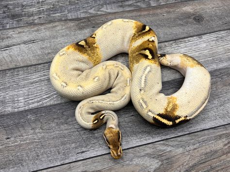 Ghi Freeway Paradox Ball Python by CTH Reptiles Paradox Ball Python, Snake Moodboard, Ball Python Care, Pet Snakes, Wcue Morph, Ball Pythons, Cute Reptiles, Pet Snake, Ball Python