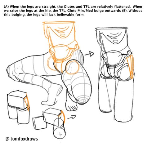 tomfoxdraws on Twitter: "(A) When the legs are straight, the Glutes and TFL are relatively flattened. When we raise the legs at the hip, the TFL, Glute Min/Med bulge outwards (B). Without this bulging, the legs will lack believable form. https://t.co/AaKtbztNNG" / Twitter How To Draw Anatomy, Mei Red, Draw Anatomy, Anatomy Tutorial, Human Anatomy Drawing, Human Anatomy Art, Anatomy Sketches, Anatomy For Artists, Body Reference Drawing