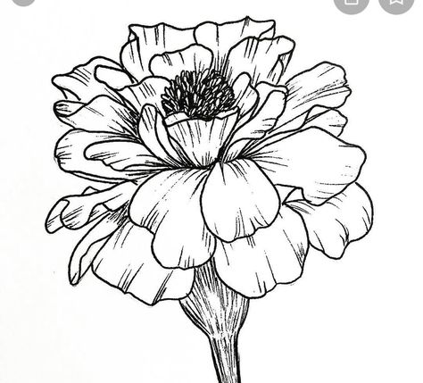 Marigold Tattoo, Flower Bouquet Tattoo, Doodle Art Flowers, Draw Flowers, Flower Line Drawings, Flower Outline, Marigold Flower, Floral Drawing, Small Drawings