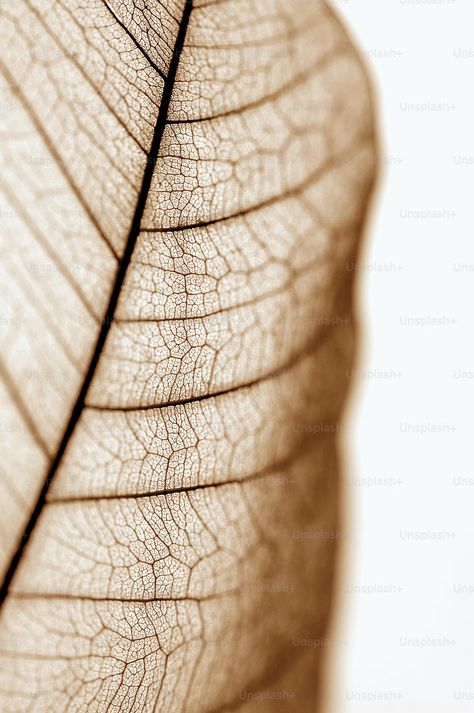 A close up view of a leaf's vein photo – Leaf Image on Unsplash Rock Background, Leaf Veins, Fall Images, Flow State, Leaf Images, Texture Photography, Plant Wallpaper, Leaf Background, Pattern Texture