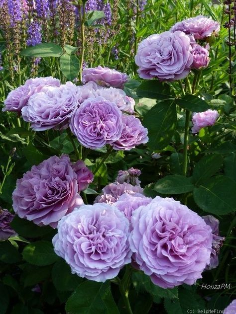 'Lavender Ice ' Rose Photo  great first bloom, than very slow repeating, very low and compact variety Ice Rose, Rose Garden Landscape, Coming Up Roses, Rose Photo, Have Inspiration, Rose Photos, Beautiful Rose Flowers, English Roses, Flower Farm