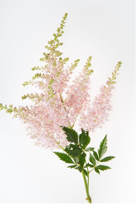 Astilbe Flower, Astilbe Bouquet, Astilbe Arendsii, Flowers In Season, Green Spring Wedding, Pink Astilbe, Heather Flower, Diana Wedding, Purple Wedding Bouquets