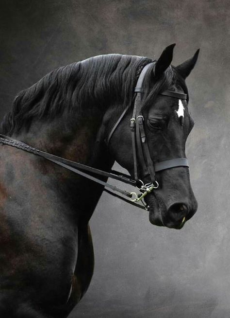 Elegant Horse, Beautiful Arabian Horses, Horse Wallpaper, Horse Aesthetic, Black Horses, Dressage Horses, Majestic Horse, Arabian Horses, Equine Art