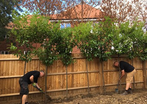 Use screening trees to provide garden privacy, fences are more expensive than you think! - kingco Trees Around Fence, Heighten Fence Ideas, Trees In Front Of Fence, Front Garden New Build Uk, Best Tree For Privacy Fence, Plants For Privacy Fence Backyards, Trees Fence Line, Red Robin Trees In Garden, Hedge Trees Privacy Screens