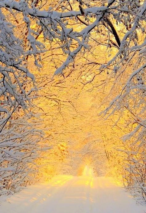 Winter In The Woods, Sunrise Lake, Scenery Photos, Van Morrison, Snow Photography, Winter Beauty, Forest Art, Winter Aesthetic, Find Picture