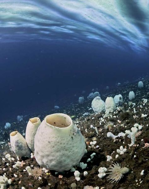 Image 1 for 'Attenborough footage' gallery Frozen Planet, Planet Pictures, Floor Photography, Rainy Sky, Beach Coral, Arctic Sea, Sea Floor, David Attenborough, Ocean Treasures