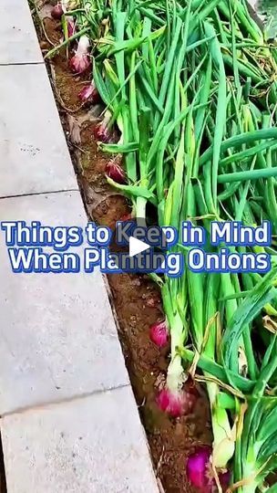 7.6K views · 120 reactions | Things to Keep in Mind When Planting Onions #garden #gardening #planting #plants #plant #gardeningtips #farming #gardentools #vegetablegarden #homegardening #homegarden #onion #onions | IClara Onion Gardening, Plant Onions, Green Onions Growing, Planting Plants, Gardening Planting, Planting Onions, When To Plant, Things To Keep In Mind, Thriving Garden