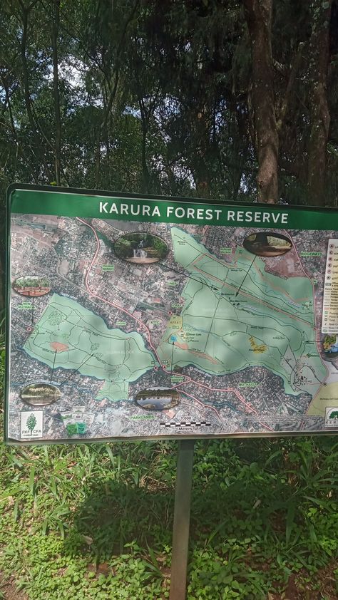 Karura forest Kiambu county Kenya Green spaces Karura Forest, Mombasa Kenya, Nature Walk, Mombasa, Forest Nature, Ig Stories, Nairobi, Green Space, Walking In Nature