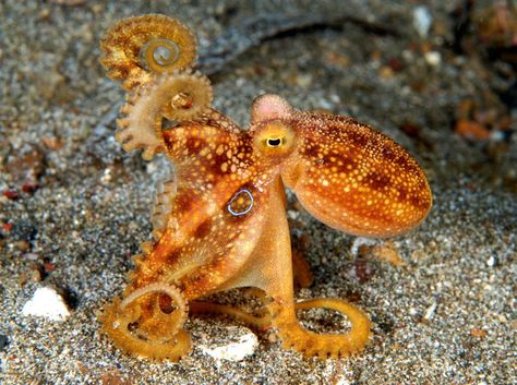 Octopus Pictures, Octopus Squid, Molluscs, Life Under The Sea, Cute Octopus, Beautiful Sea Creatures, Underwater Creatures, Underwater Life, Animal Pics