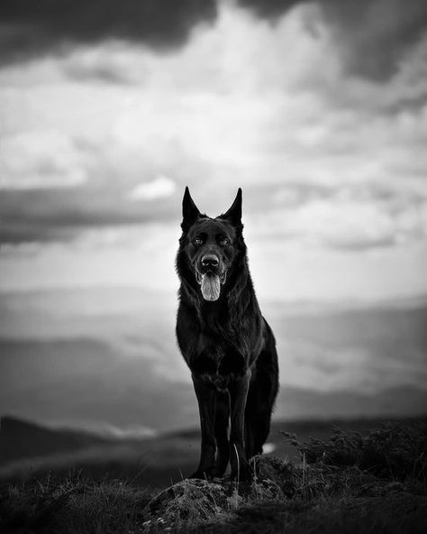 German Shepherd Aesthetic, Shepherd Aesthetic, Red German Shepherd, Black Shepherd, Dog Foto, Black German Shepherd Dog, Dog Shots, Black German Shepherd, Animal Magic