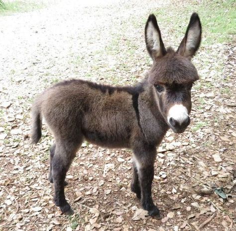 Baby Donkeys, Donkey Images, Baby Donkey, Mini Donkey, Miniature Donkey, Baby Animal Drawings, Cute Donkey, Cute Animal Photos, Horse Breeds