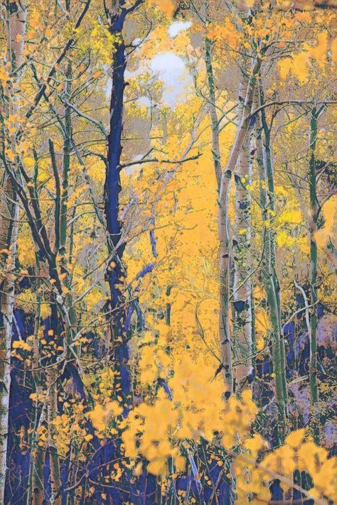 Yellow Abstract Painting, Yellow Tree Aesthetic, Yellow Tree Painting, Aspen Tree Oil Painting, Tree Impressionism, Rick Stevens, Van Gogh Trees And Undergrowth, Tree Painting Canvas, Abstract Tree Painting