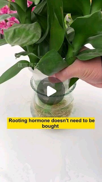 Gardening | Housewife | Farm on Instagram: "Teach you how to make a root and leaf that costs nothing  #plant #plantbased #plants #plantlover #plantsofinstagram #plantsmakepeoplehappy #plantas #plantlife #plantbaseddiet #plantpower #plantmom #plantlove #plantpowered #plantlady #plantaddict #plantmedicine #plantgang #plantcollection #plantstagram #plantsplantsplants #plantsmakemehappy #plantslover #backyardgarden #garden #gardening #gardenings #gardeninglife #gardeningtips" Gardening Inside, Italian Cookie, Spaghetti Pie, Plant Maintenance, Lucky Plant, Rooting Hormone, Plant Hacks, Patio Planters, Organic Gardening Tips