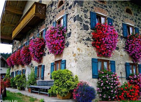 Swiss  house geraniums | SWITZERLAND!! They know how to grow geraniums!!! WHAT do they feed ... Potted Plants Patio, Ivy Geraniums, Blue Shutters, Window Box Flowers, Flowers Growing, Decoration Plante, Window Boxes, Window Box, Balcony Garden