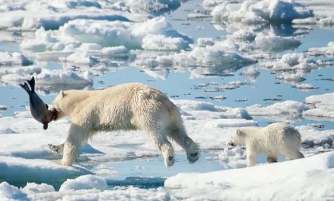 Arctic ice loss forces polar bears to use four times as much energy to survive – study | Arctic | The Guardian Polar Bear Hunting, Musk Ox, Ocean Science, Evolutionary Biology, Arctic Ice, Snow Goose, Sea Ice, Marine Ecosystem, Apex Predator