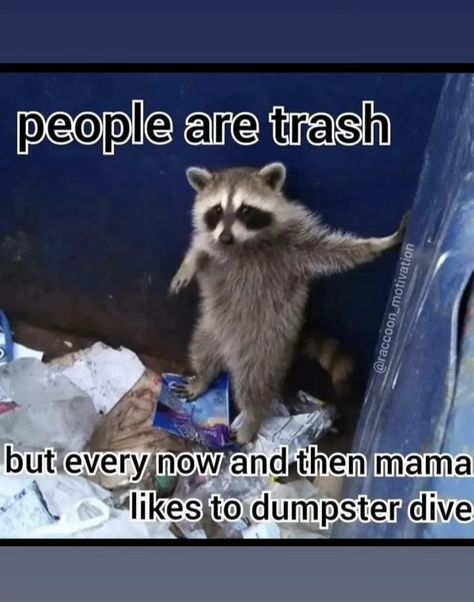 Dumpster Diver, Trash Pandas, Dumpster Diving, Funny Bears, Raccoon Funny, Trash Panda, Cat Quotes, Follow 4 Follow, Funny Animal Memes