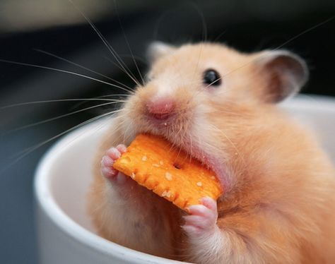 These Photos of Animals Eating Food Will Brighten Your Day Hamster Eating, A Hamster, Cute Hamsters, Little Critter, Springer Spaniel, Cute Animal Photos, Cute Animal Pictures, Hamsters, Sweet Animals