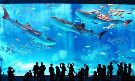 Now THIS is something to put on the bucket list ASAP Japan With Kids, Zhuhai, Marine Aquarium, Okinawa Japan, Freshwater Aquarium, Okinawa, Aquariums, Sharks, Day Tours